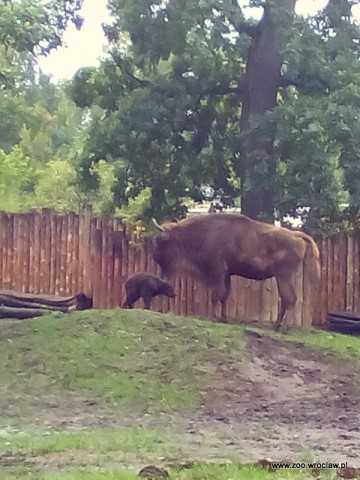 Powiększyła się żubrza rodzina w ZOO [GALERIA] - 10