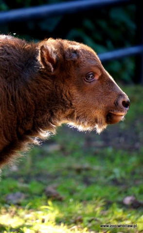 Powiększyła się żubrza rodzina w ZOO [GALERIA] - 1