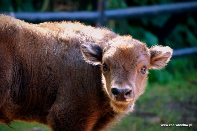 Powiększyła się żubrza rodzina w ZOO [GALERIA] - 2