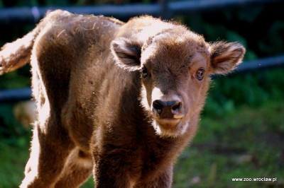Powiększyła się żubrza rodzina w ZOO [GALERIA] - 3