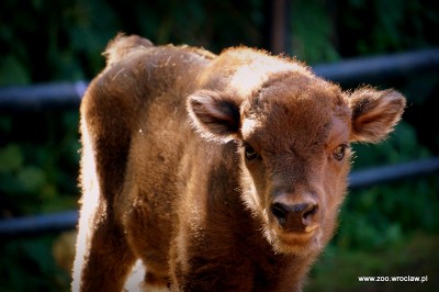 Powiększyła się żubrza rodzina w ZOO [GALERIA] - 4