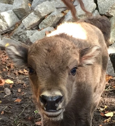 Powiększyła się żubrza rodzina w ZOO [GALERIA] - 5