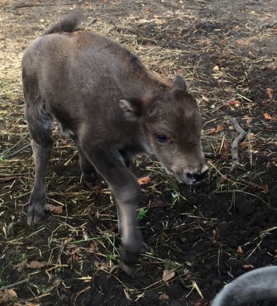 Powiększyła się żubrza rodzina w ZOO [GALERIA] - 6
