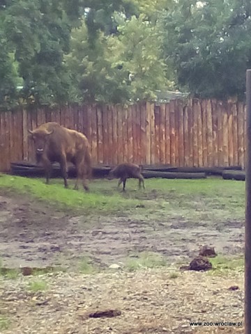 Powiększyła się żubrza rodzina w ZOO [GALERIA] - 8