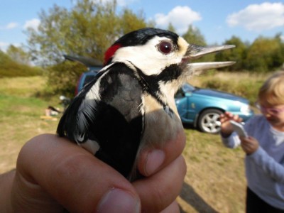 Ornitolodzy nad Bukówką: Europejski Dzień Ptaków