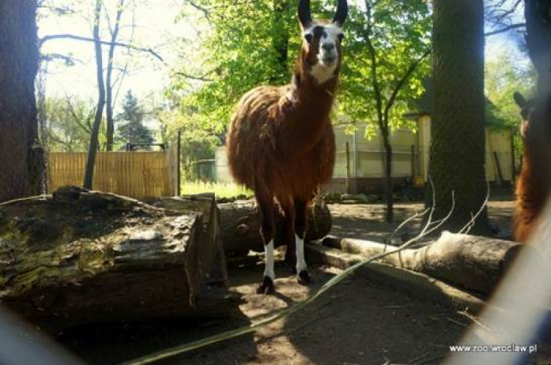 Flirciarz Peryskop nową gwiazdą wrocławskiego zoo  - Fot: mat. prasowe