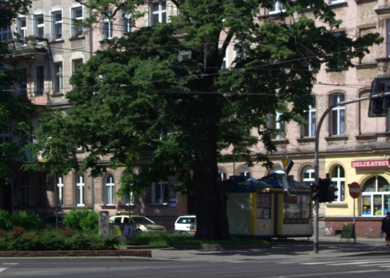 Z Wrocławia zniknie 140-letni pomnik przyrody? - 