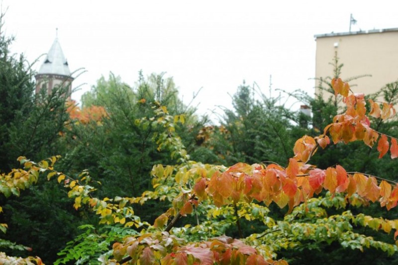 Liście lecą z drzew... Ale dlaczego jedne są żółte, inne czerwone lub brązowe? -  źródlo: UPWr