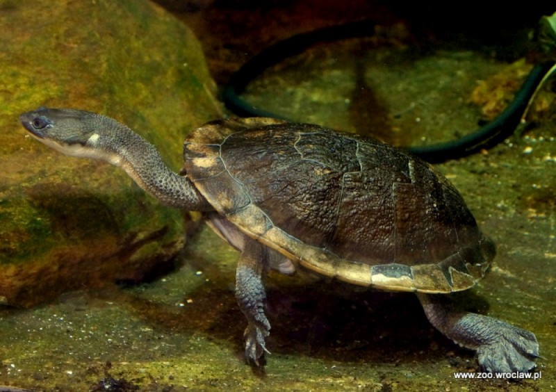 Wrocławskie Zoo hoduje i ratuje (ZDJĘCIA) -
