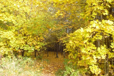 TOP5 miejsc malowanych kolorami jesieni - wygrywa Wąwóz Myśliborski - 11