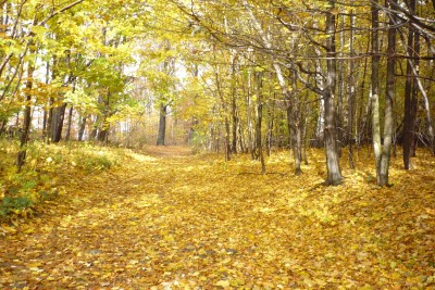TOP5 miejsc malowanych kolorami jesieni - wygrywa Wąwóz Myśliborski - 12