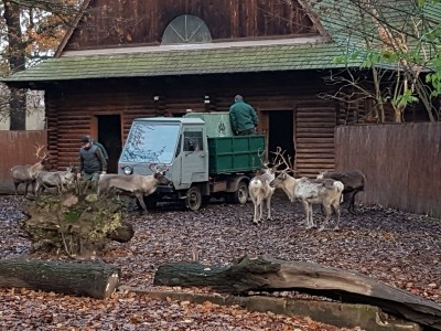 Zoo Wrocław: Afrykanie w Afrykarium, alpaki na planie serialu (ZDJĘCIA) - 6