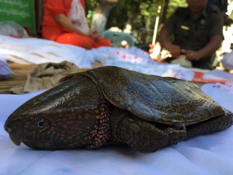 Wrocławskie Zoo ratuje żółwie. Pomóż! - 