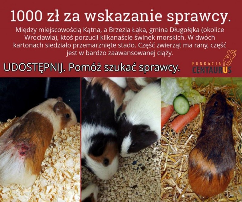 Ktoś porzucił świnki morskie w kartonie. 1000 zł za wskazanie sprawcy! -