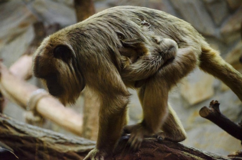 Zoo. Mały wyjec w małpiarni! - 