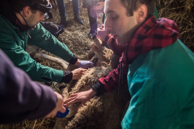 Uniwersytet Przyrodniczy ratuje owce zagrożone wyginięciem - 0