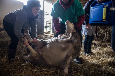 Uniwersytet Przyrodniczy ratuje owce zagrożone wyginięciem - 9
