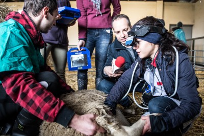 Uniwersytet Przyrodniczy ratuje owce zagrożone wyginięciem - 10
