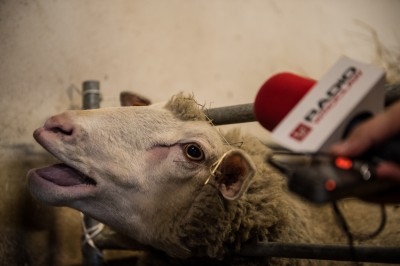 Uniwersytet Przyrodniczy ratuje owce zagrożone wyginięciem - 14