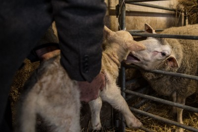 Uniwersytet Przyrodniczy ratuje owce zagrożone wyginięciem - 15