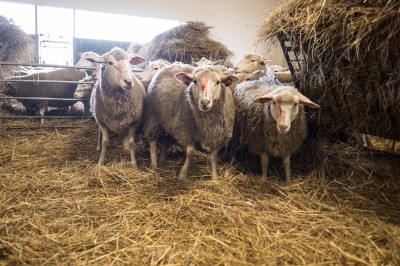 Uniwersytet Przyrodniczy ratuje owce zagrożone wyginięciem - 16