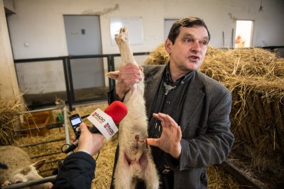 Uniwersytet Przyrodniczy ratuje owce zagrożone wyginięciem - 17