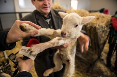 Uniwersytet Przyrodniczy ratuje owce zagrożone wyginięciem - 18