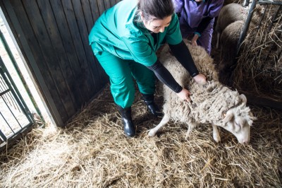 Uniwersytet Przyrodniczy ratuje owce zagrożone wyginięciem - 1