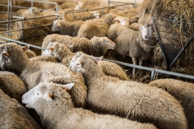 Uniwersytet Przyrodniczy ratuje owce zagrożone wyginięciem - 2