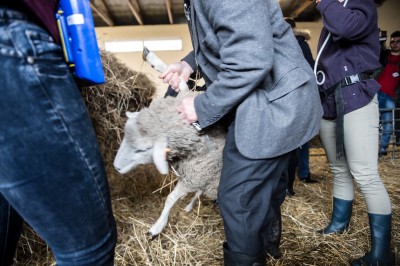 Uniwersytet Przyrodniczy ratuje owce zagrożone wyginięciem - 4