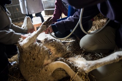 Uniwersytet Przyrodniczy ratuje owce zagrożone wyginięciem - 6