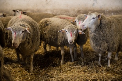 Uniwersytet Przyrodniczy ratuje owce zagrożone wyginięciem - 7