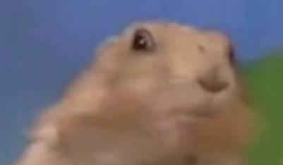 Znasz gwiazdy YouTube? Oto one!  - Jeden z bohaterów YouTube - Dramatic Chipmunk 