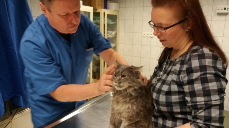 Sukces wrocławskich weterynarzy: Kotu wycięto jedną półkulę mózgu - FOT: Dorota Czubaj