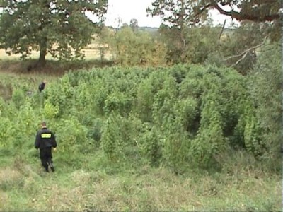 Największa w regionie plantacja marihuany (Zobacz) - 0