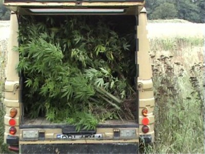 Największa w regionie plantacja marihuany (Zobacz) - 1