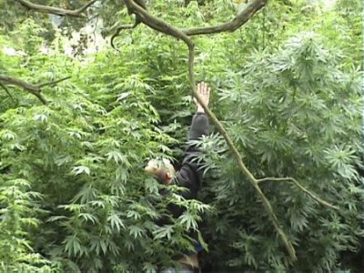 Największa w regionie plantacja marihuany (Zobacz) - 2