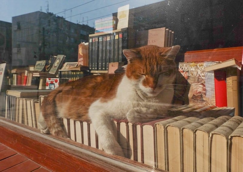 Dante, słynny kot z wrocławskiego antykwariatu nie żyje - fot. Dante. Kot Dante/Facebook