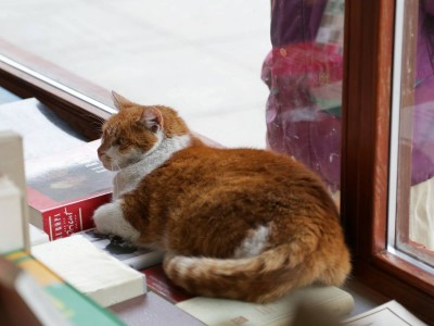 Dante, słynny kot z wrocławskiego antykwariatu nie żyje - 0