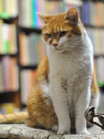 Dante, słynny kot z wrocławskiego antykwariatu nie żyje - 3