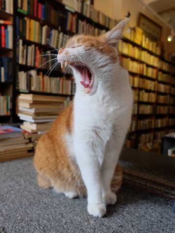 Dante, słynny kot z wrocławskiego antykwariatu nie żyje - 12