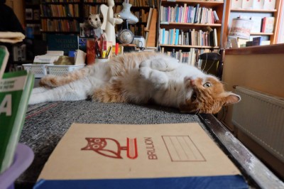 Dante, słynny kot z wrocławskiego antykwariatu nie żyje - 13