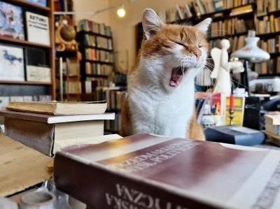 Dante, słynny kot z wrocławskiego antykwariatu nie żyje - 15