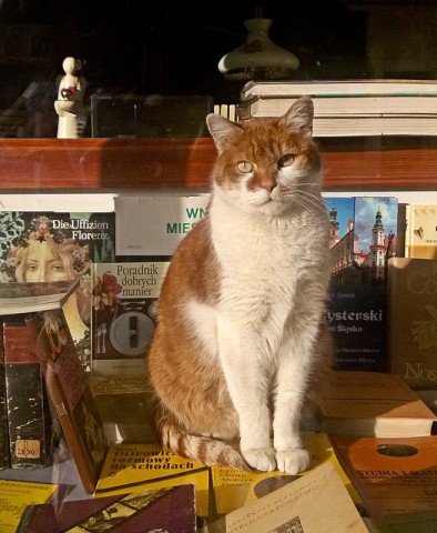Dante, słynny kot z wrocławskiego antykwariatu nie żyje - 16