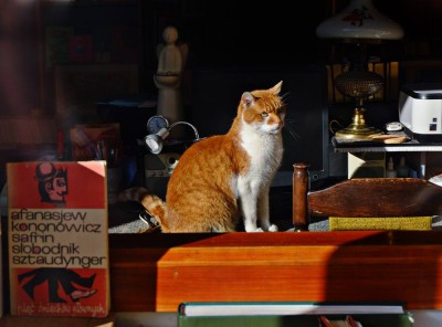 Dante, słynny kot z wrocławskiego antykwariatu nie żyje - 17