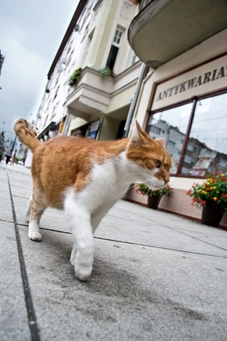 Dante, słynny kot z wrocławskiego antykwariatu nie żyje - 18