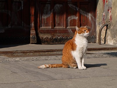 Dante, słynny kot z wrocławskiego antykwariatu nie żyje - 1