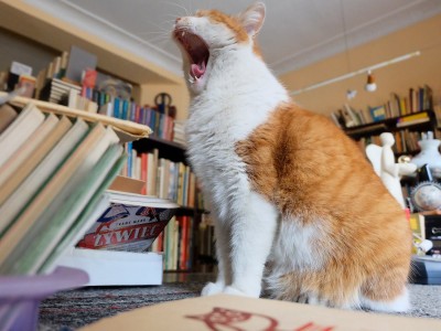 Dante, słynny kot z wrocławskiego antykwariatu nie żyje - 2