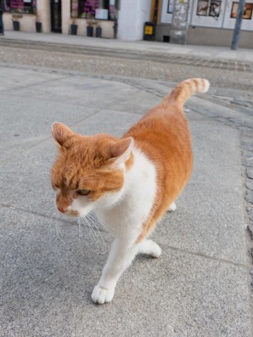 Dante, słynny kot z wrocławskiego antykwariatu nie żyje - 6