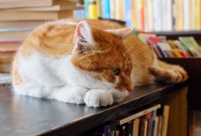 Dante, słynny kot z wrocławskiego antykwariatu nie żyje - 7